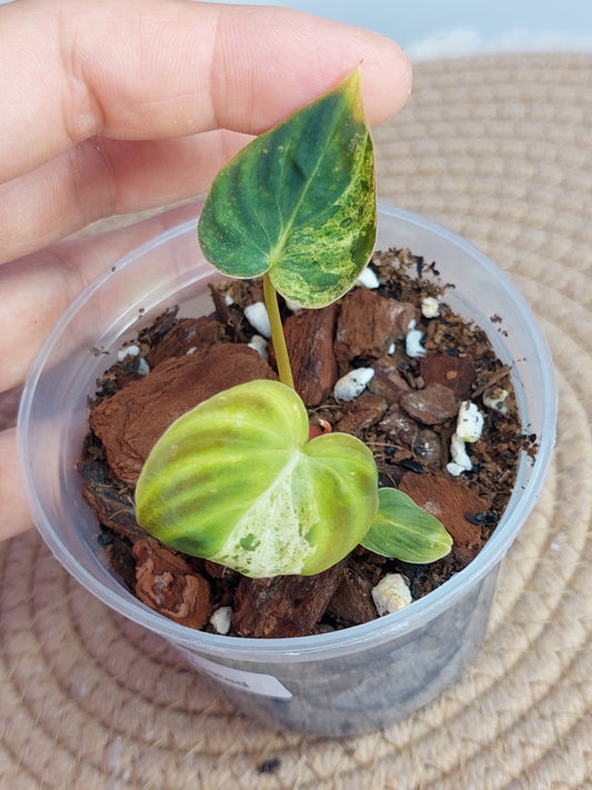 Philodendron Verrucosum Variegated -1