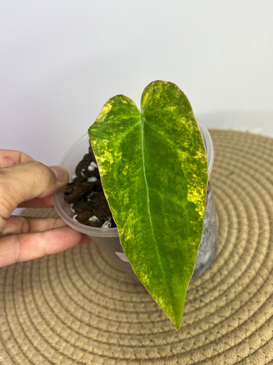 Anthurium Forgetii x Variegated A