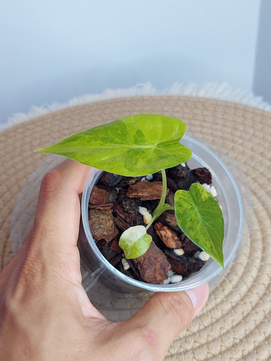 Alocasia Gageana Aurea Variegated(Small) (2)