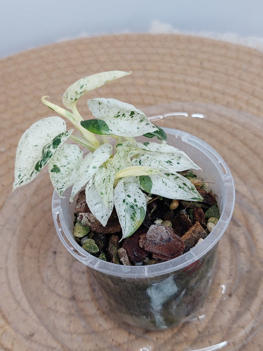 Epipremnum Pinnatum Marble 2