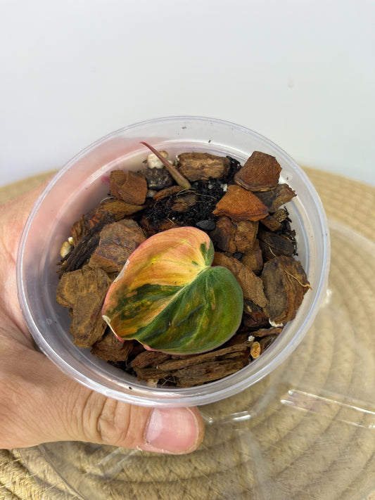 Philodendron Mican Variegated #2