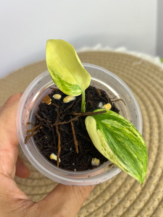 Scindapsus Blue Aurea A