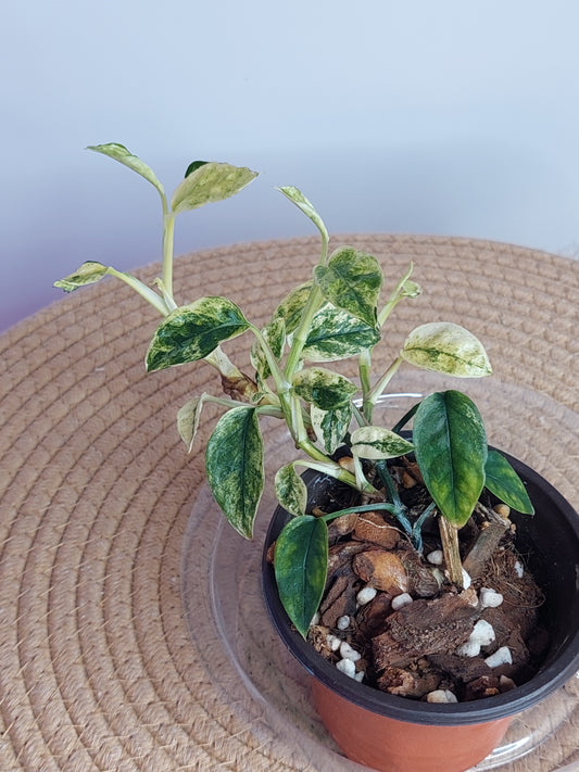 Epipremnum Pinnatum Bali Hanoman - 2
