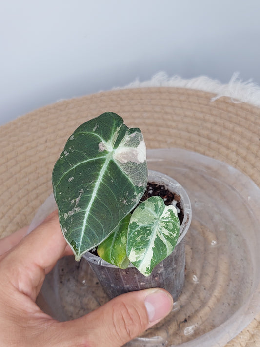 Alocasia Black Velvet Variegated - (2)