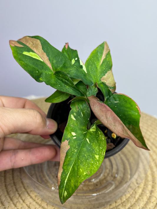 Syngonium Red Spot Tricolour 2