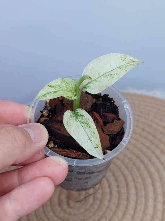 Monstera Adansonii Laniata Mint #1