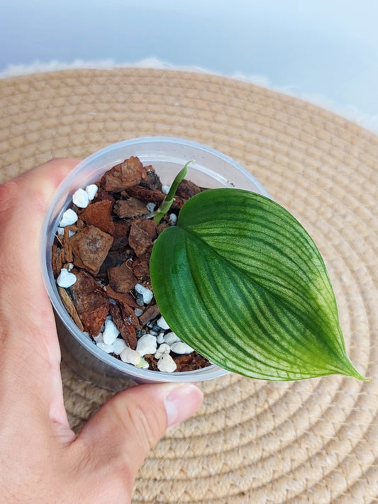 Scindapsus White Monster #1