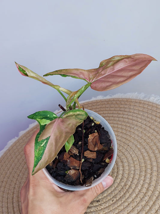 Syngonium Red Spot Tricolour #2