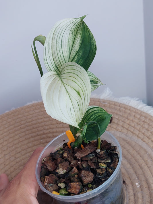 Scindapsus White Monster 2