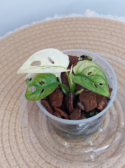 Monstera Monkey Mask(Adansonii) Variegated 2