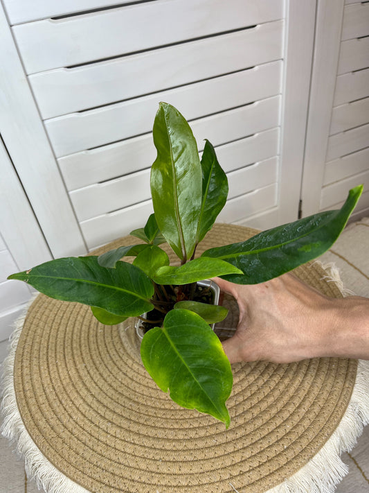 Anthurium Hookeri Variegated 2
