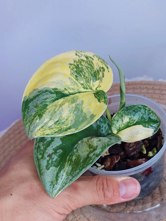 Scindapsus Exotica Variegated 2