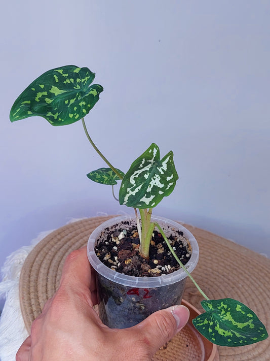 Caladium Hilo Beauty (B)