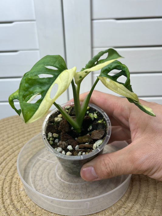 Monstera Monkey Mask(Adansonii) Variegated #2
