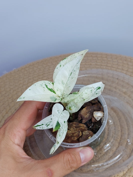 Epipremnum Pinnatum Marble 2
