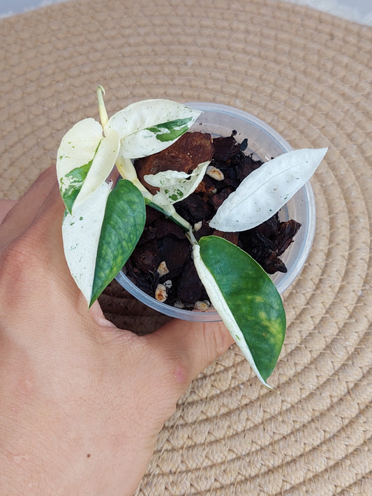 Epipremnum Pinnatum Marble B