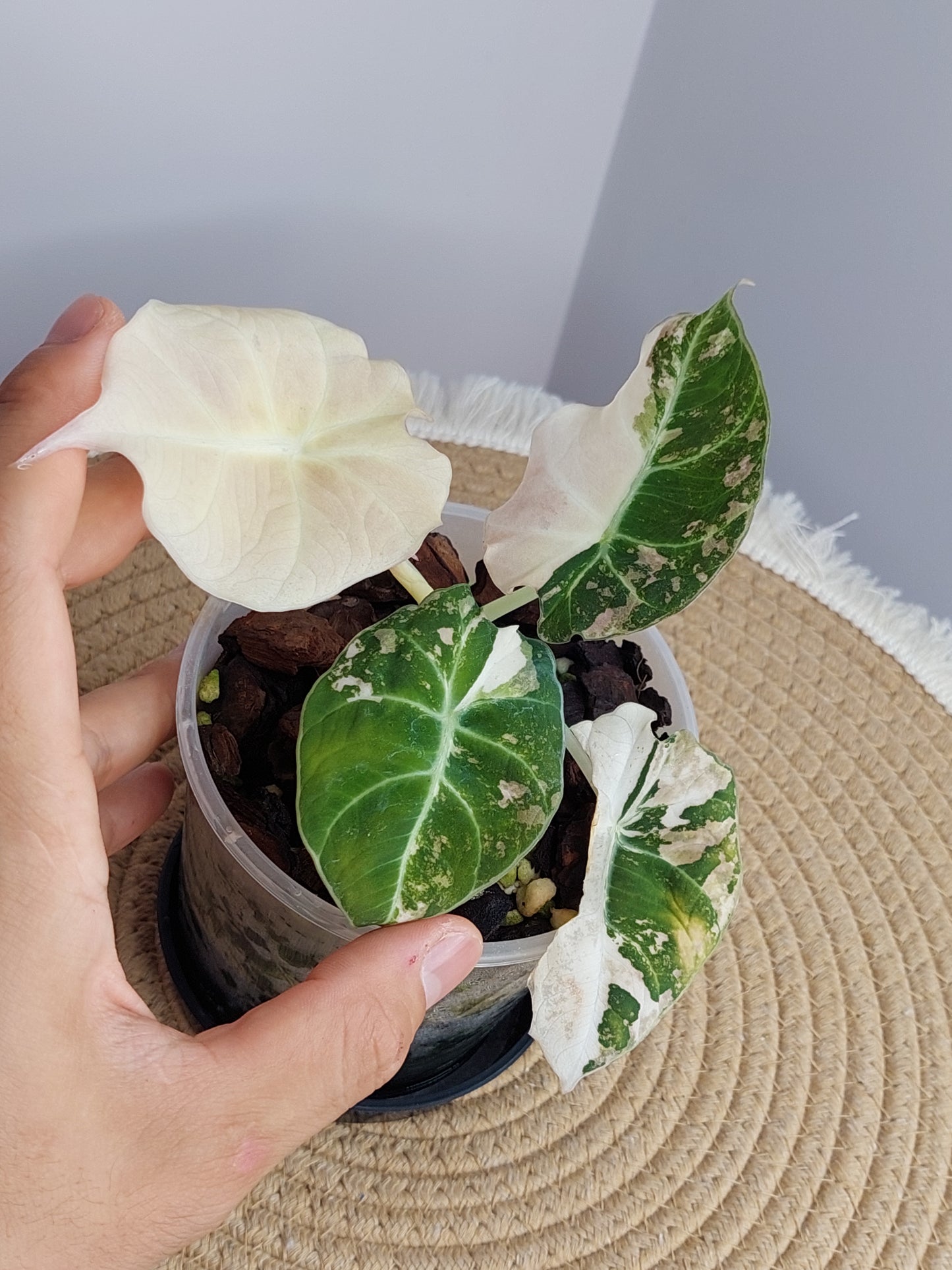 Alocasia Black Velvet Variegated A