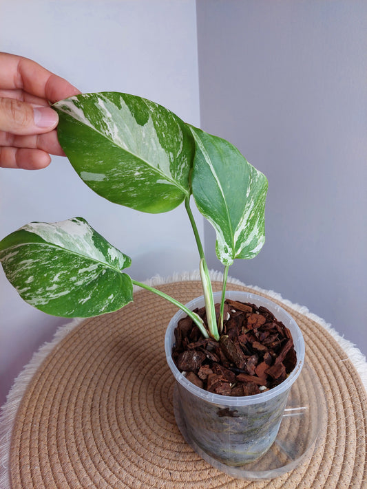 Monstera Borsigiana Albo Variegated (2)