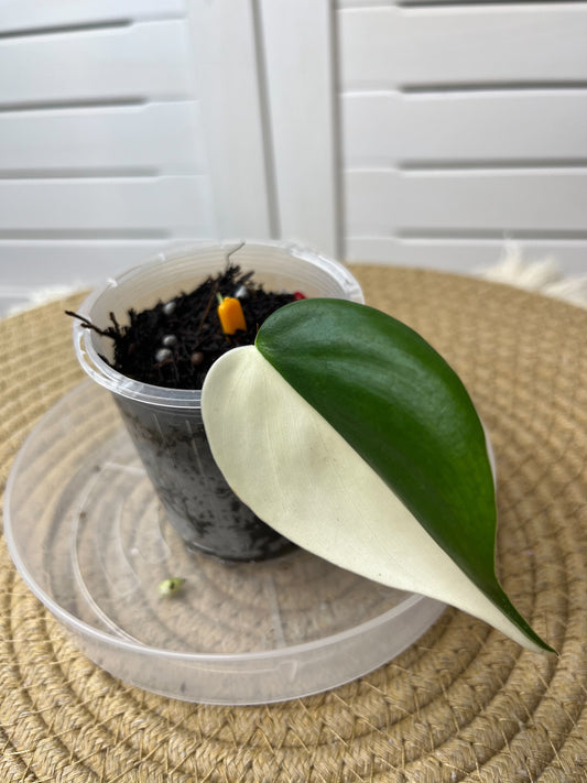 Philodendron Hederaceum(Heartleaf) ALBO Variegated (2)