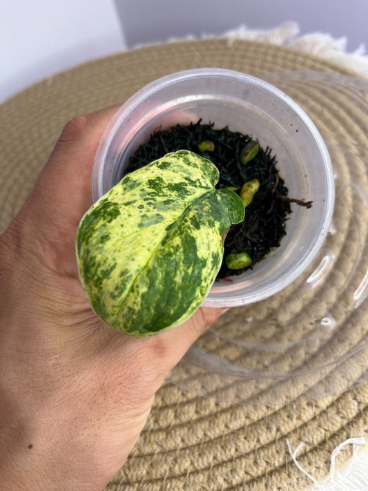 Scindapsus Creme Brulee Variegated 2