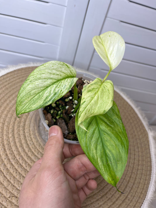 Scindapsus Longistipitatus Marble 2