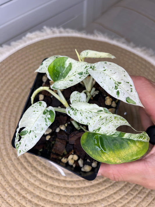 Epipremnum Pinnatum Marble 2