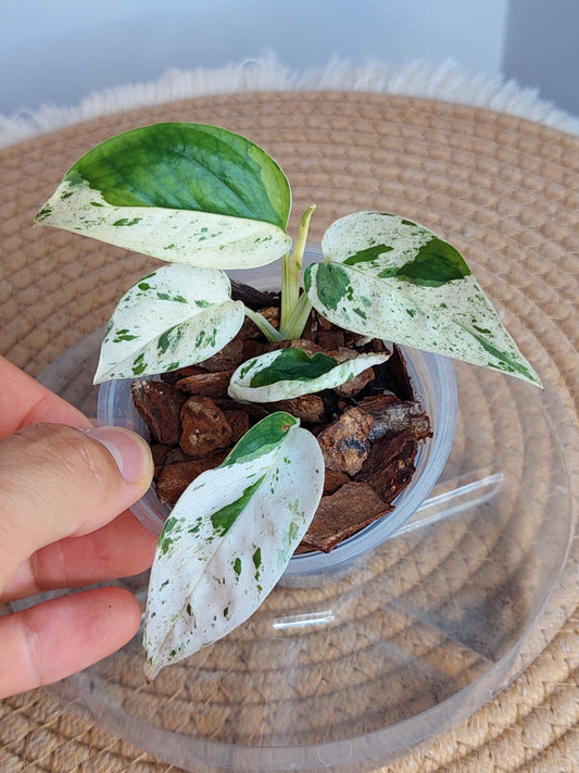 Epipremnum Pinnatum Marble (2)