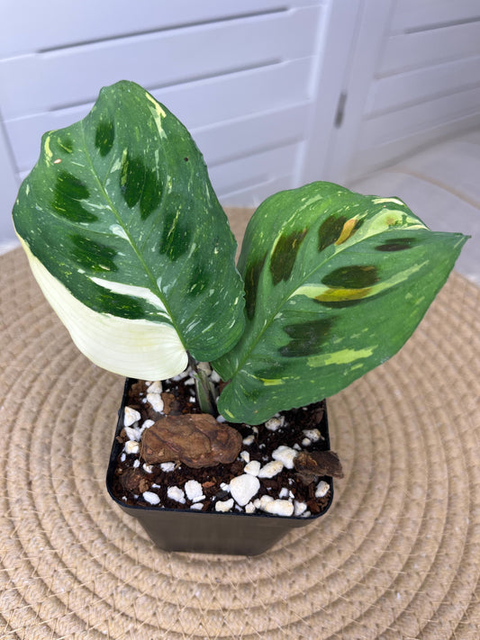 Prayer Plant(Maranta) Variegated 2