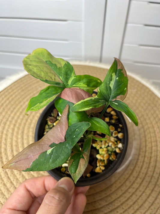 Syngonium Red Spot Tricolour 2