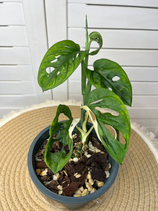 Monstera Monkey Mask(Adansonii) Reverted #2