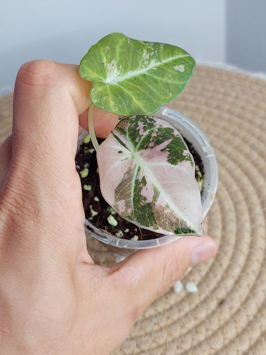 Alocasia Black Velvet Variegated - 1