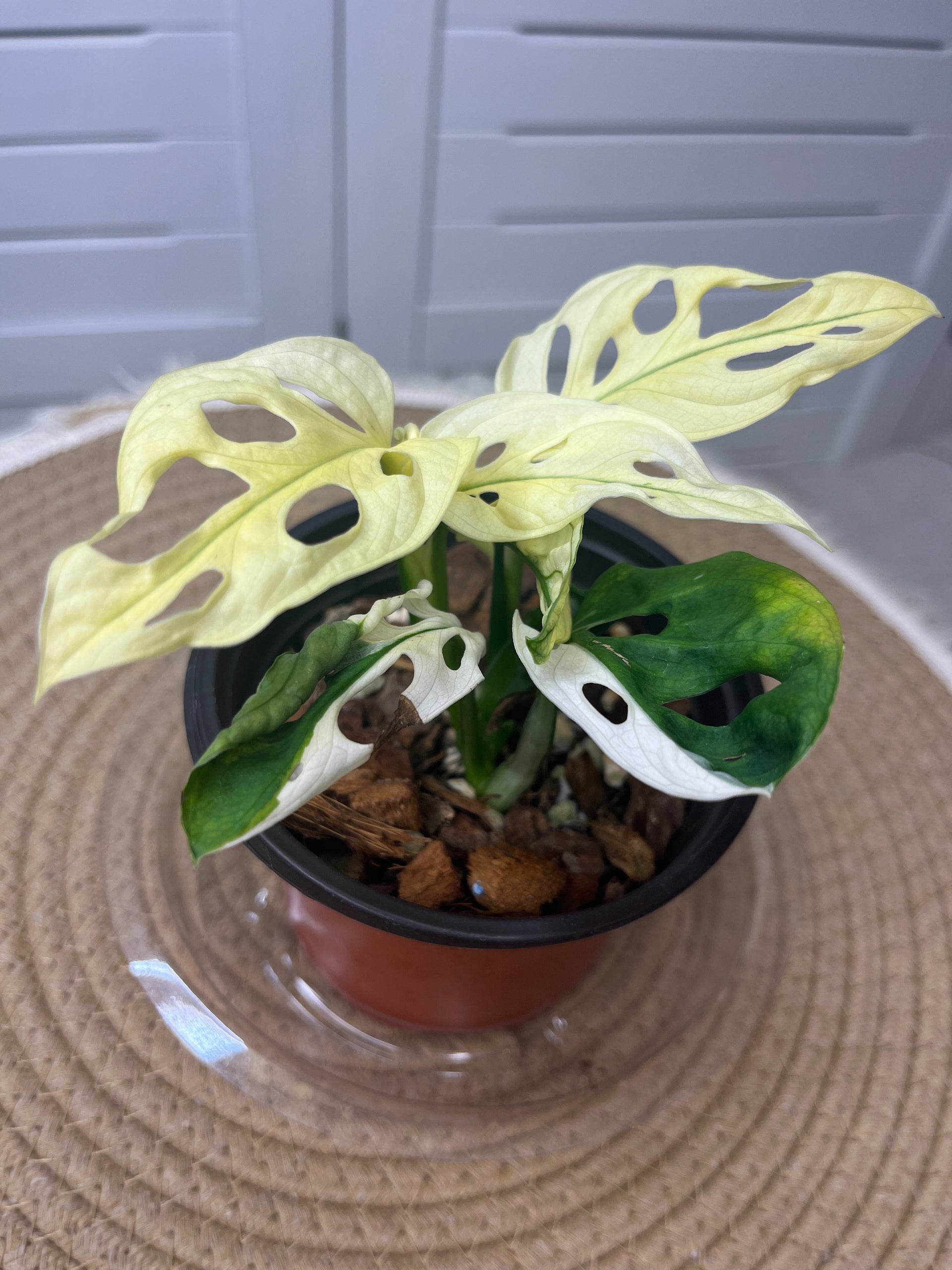 monkey mask variegata Monstera Monkey Mask(Adansonii) Variegated @3 – SOUL PLANT