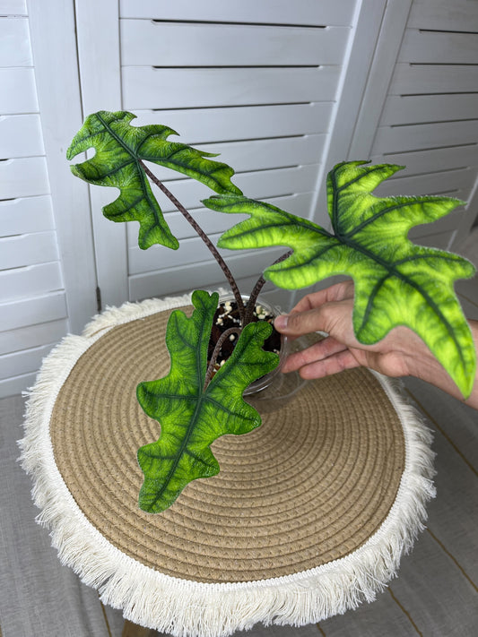 Alocasia Jacklyn 2