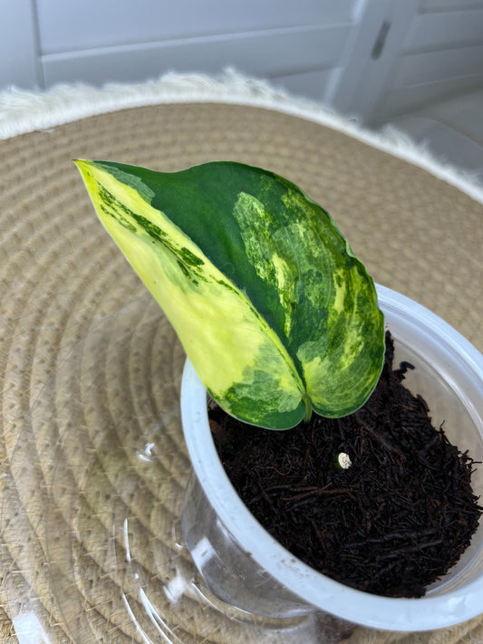 Scindapsus Jade Satin Variegated(Cutting/rooted) 3