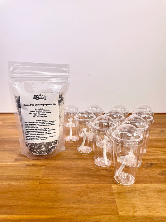 Alocasia Corm/Pup Cup Propagation Kit / The Rare Plantation