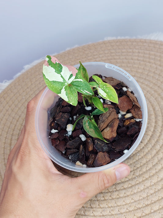 Syngonium Red Spot Tricolour C