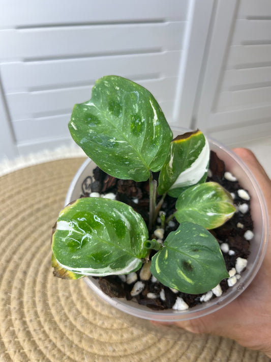 Prayer Plant(Maranta) Variegated #3