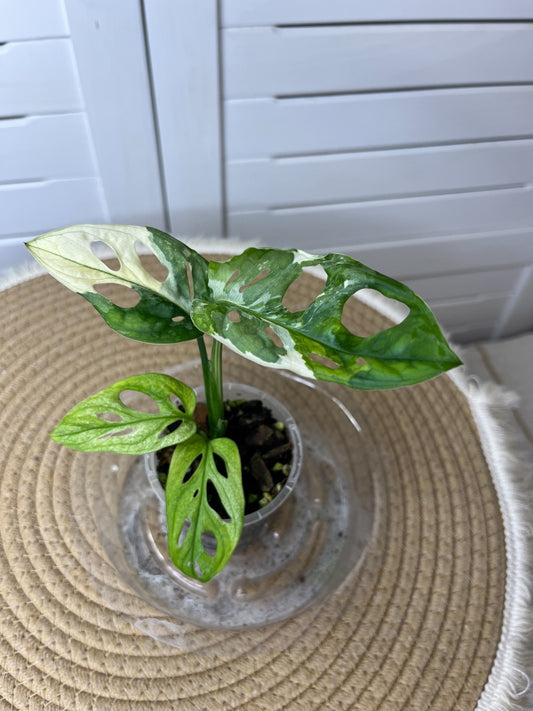Monstera Monkey Mask(Adansonii) Variegated 3