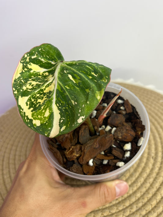 Philodendron Gloriosum Variegated A