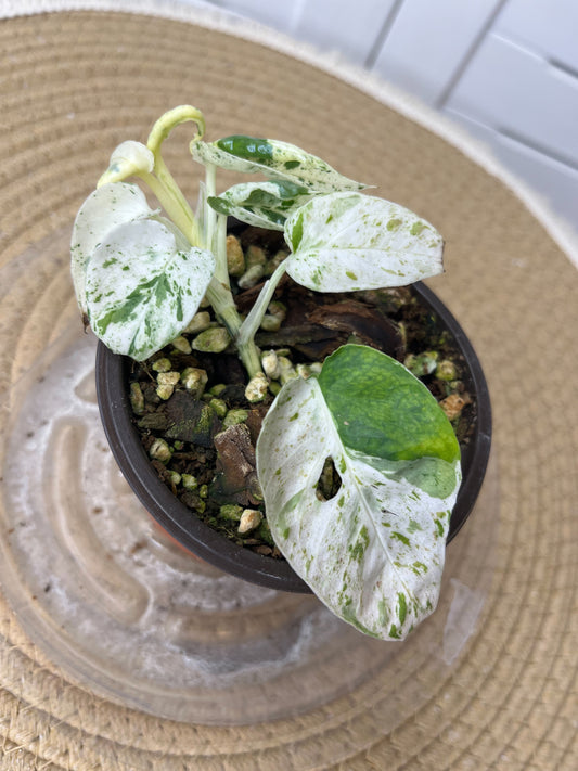 Epipremnum Pinnatum Marble 3