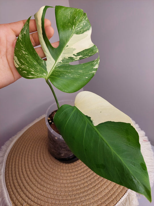 Monstera Borsigiana Albo Variegated C
