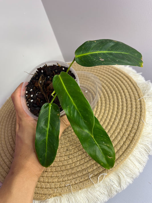 Philodendron Patriciae 1