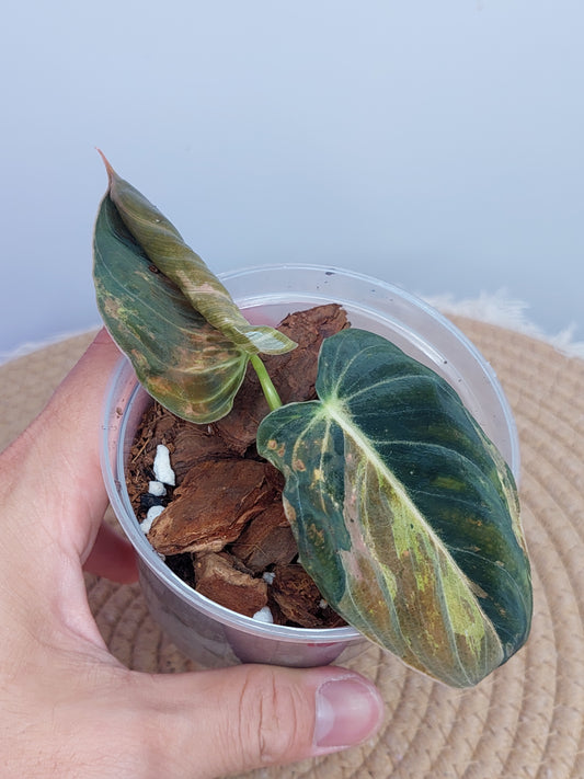 Philodendron Melanochrysum Variegated #1