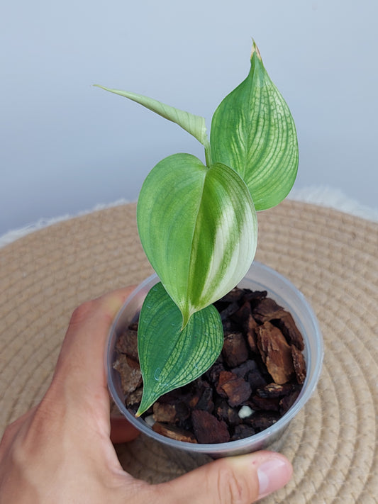 Scindapsus White Monster C