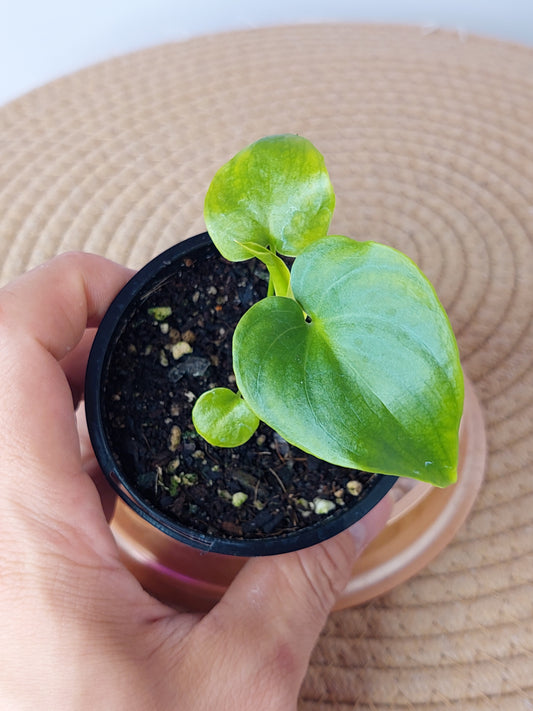 Philodendron Luxurians (C)