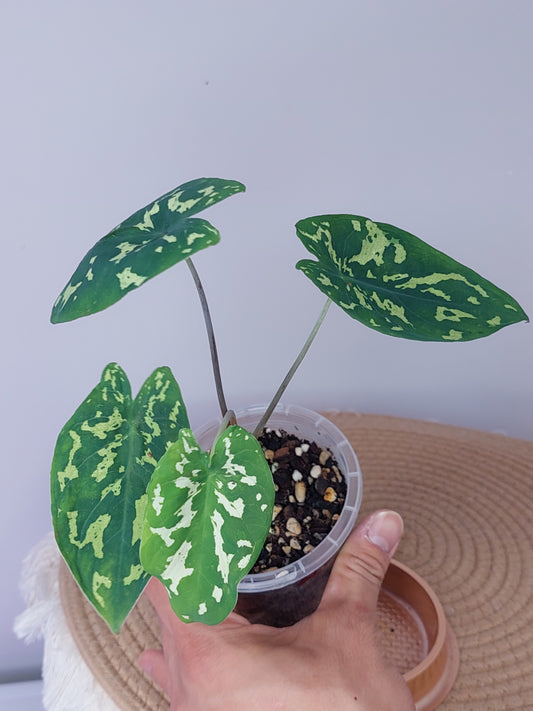 Caladium Hilo Beauty (C)