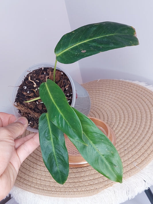 Philodendron Patriciae (A)