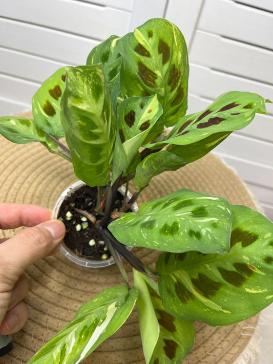 Maranta Variegated (Prayer Plant) 3