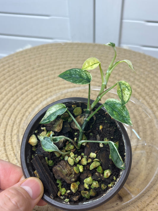 Epipremnum Pinnatum Bali Hanoman 3