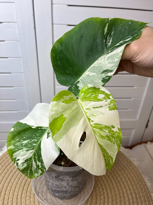 Monstera Borsigiana Albo Variegated (3)